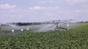 В Татарстане разрабатывают систему управления генами растений